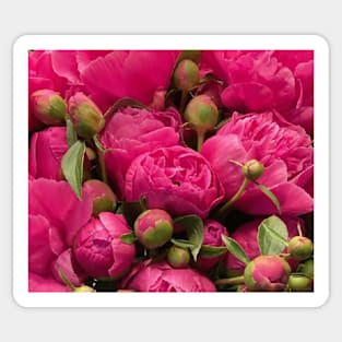 Peonies Photo Sticker